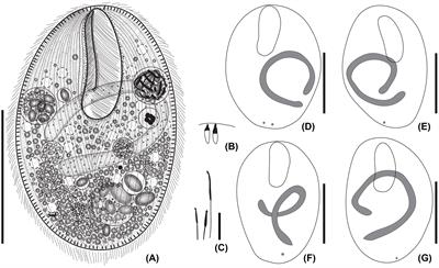 A new marine ciliate, Apofrontonia jejuensis n. sp. (Protozoa, Ciliophora, Oligohymenophorea) from Jeju Island, South Korea, and an improved diagnosis of the genus Apofrontonia